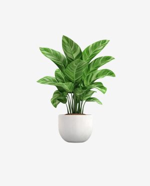 Lush Green Plant in White Pot