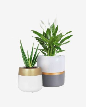 Set of Modern Ceramic Planters